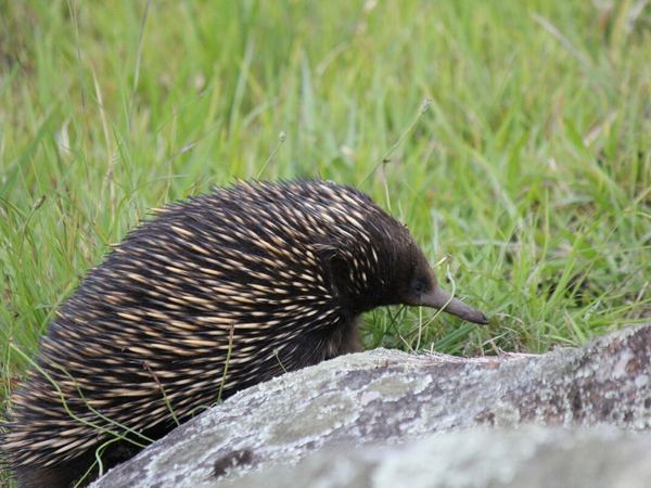 Echidna in the grass